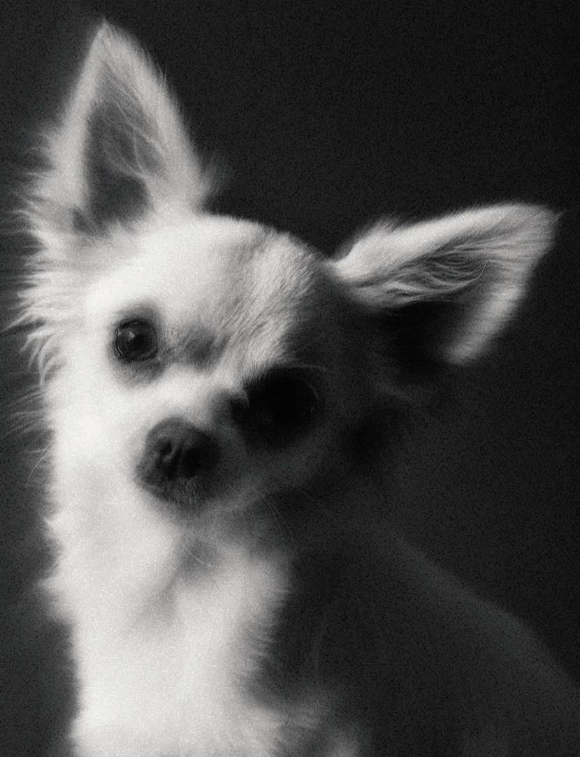 Abby, directora administrativa en DE2070.